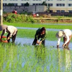 Quy trình trồng lúa nước ở Đồng Bằng Sông Cửu Long