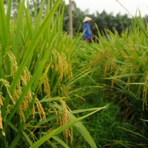 Quy trình trồng lúa ở Đồng Bằng Sông Hồng